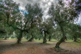 Oliveto (2)